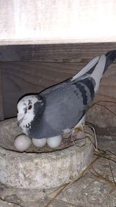 IMG-20240225-WA0042
