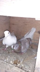 IMG-20240225-WA0017