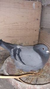 IMG-20240225-WA0041