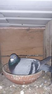 IMG-20240225-WA0009