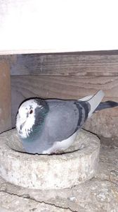IMG-20240225-WA0008