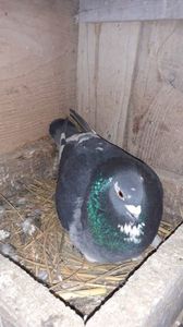 IMG-20240225-WA0006