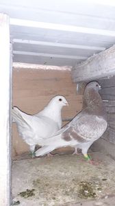 IMG-20240212-WA0008