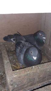 IMG-20240211-WA0085