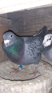 IMG-20240211-WA0082