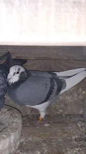 IMG-20240211-WA0081