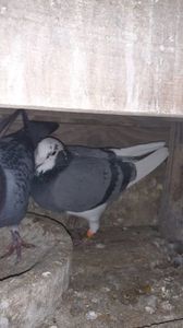 IMG-20240211-WA0077