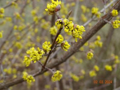 cornus mas