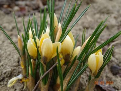 crocus Cream Beauty