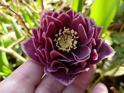 Helleborus "Double Aubergine"