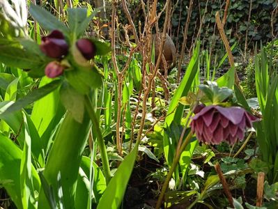 Helleborus "Double Aubergine"