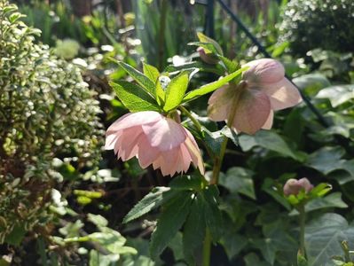 Double Ellen Pink Spotted