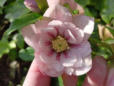 Helleborus "Double Ellen Pink Spotted"