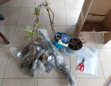 5.03 Comandă Maria(Clematite); O parte din ele...
