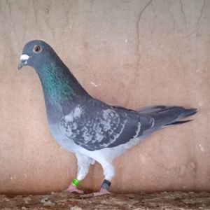 Mascul 23-395