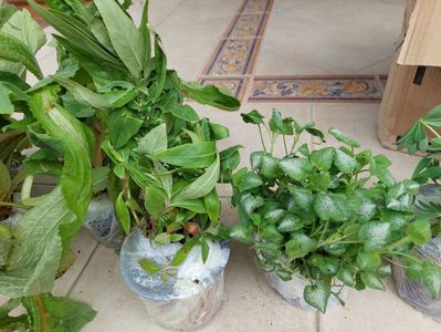 Plante fff mari și frumoase