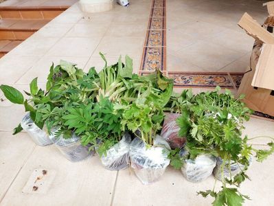 Comanda Ionica Ferenczi
