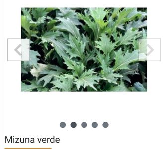 https://gradina-de-vis.shopmania.biz/
