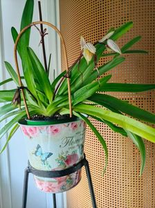 Paph. "Philippinense"