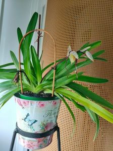 Paph. "Philippinense"