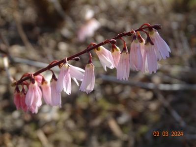 abeliophyllum distichum Roseum
