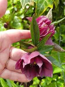 Helleborus "Double Ellen Purple"