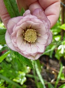 Helleborus Double Ellen Picotte