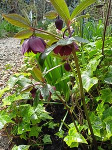 Helleborus "Double Ellen Purple"