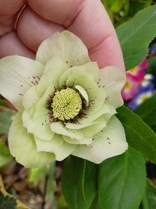 Helleborus "Double Ellen White Spotted"