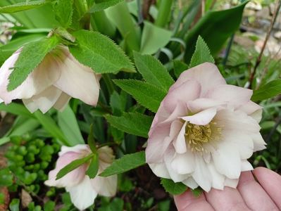 Helleborus Double Ellen Pink