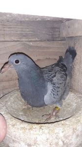 IMG-20240310-WA0010