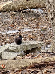 Canadian ecureuil - Veverita