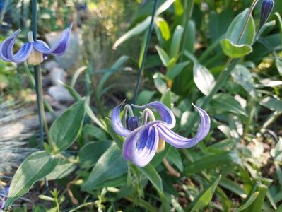 Clematis integrifolia 30lei epuizat