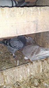 IMG-20240311-WA0025