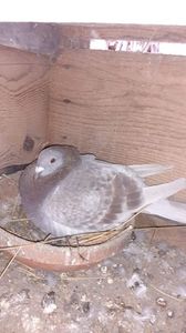 IMG-20240311-WA0011