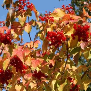 Viburnum-opulus toamna cu fructe rodii