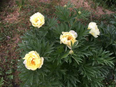 Bujor ITOH Bartzella 40lei/buc; Bujor galben deosebit de rezistent, înflorește primavara devreme ( aprilie-mai). Florile mari sunt 15-20cm, foarte frumoase si rezista ca flori taiate 7 zile in vaza, daca sunt recoltate in starea de

