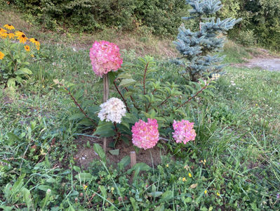 Hortensie Paniculata Vanile Freise-30 lei/buc; Hortensia paniculata Vanila Freise iubeste soarele si este rezistenta la conditii de soare puternic dar iubeste apa. Este un arbust deosebit cu crestere rapida, poate fi folosita pe post de gard viu p
