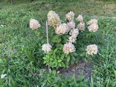 Hydrangea Paniculata Limelight- 30 lei/buc; Planta a fost fotografiata in primul an de plantare - 30 lei/bucata coroana si radacina bine dezvoltata.
