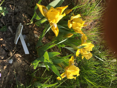 Iris Pumila Galben 5lei/buc; Acest tip de iris este este pitic(inaltime 10-15 cm) cu inflorire primavara devreme ( aprilie-mai). 
5 lei /bucata. Rizom bine dezvoltat cu 2-3 muguri.
