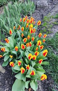 Tulipa "Stresa"