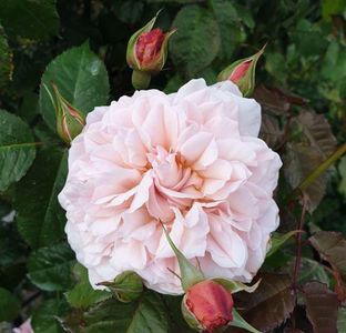 Rose de Tolbiac (urcator); Parfum moderat. Inflorire repetata tot sezonul.
Inaltime 200-250 cm
