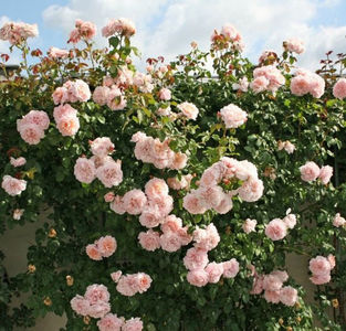Rose de Tolbiac; Parfum moderat. Inflorire repetata tot sezonul.
Inaltime 200-250 cm
