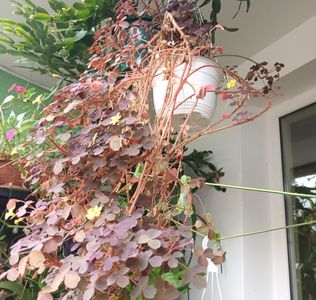 Oxalis; Nu m-am indurat sa-l tund... iar acum are trenă! :)))
