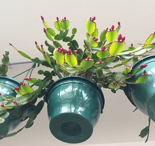 Ne pregatim de Paste ;)