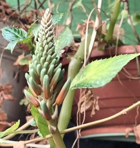 Bobo de aloe vera ;); Planta nu este a mea, ci a vecinei de la parter care nu are balcon. Sta la mine până vine caldura si asa-mi multumeste... inflorind! ❤️❤️❤️
