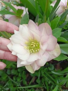 Helleborus "Double Ellen Pink"