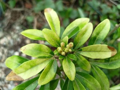 Choisya ternata Sundance