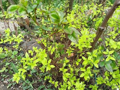 Philadelphus coronarius Aureus