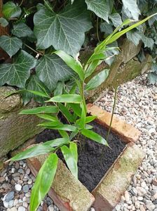 Bambus phyllostachys nigra